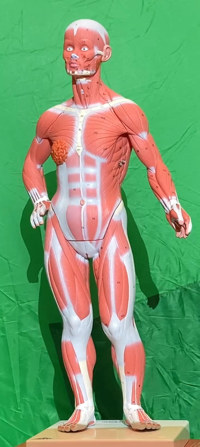 Muscles Models Reference Muscle Models - Anatomy & Physiology