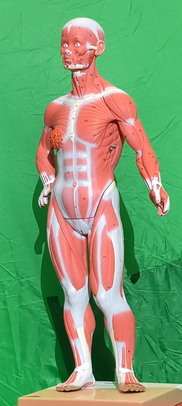 Muscles Models Reference Muscle Models - Anatomy & Physiology