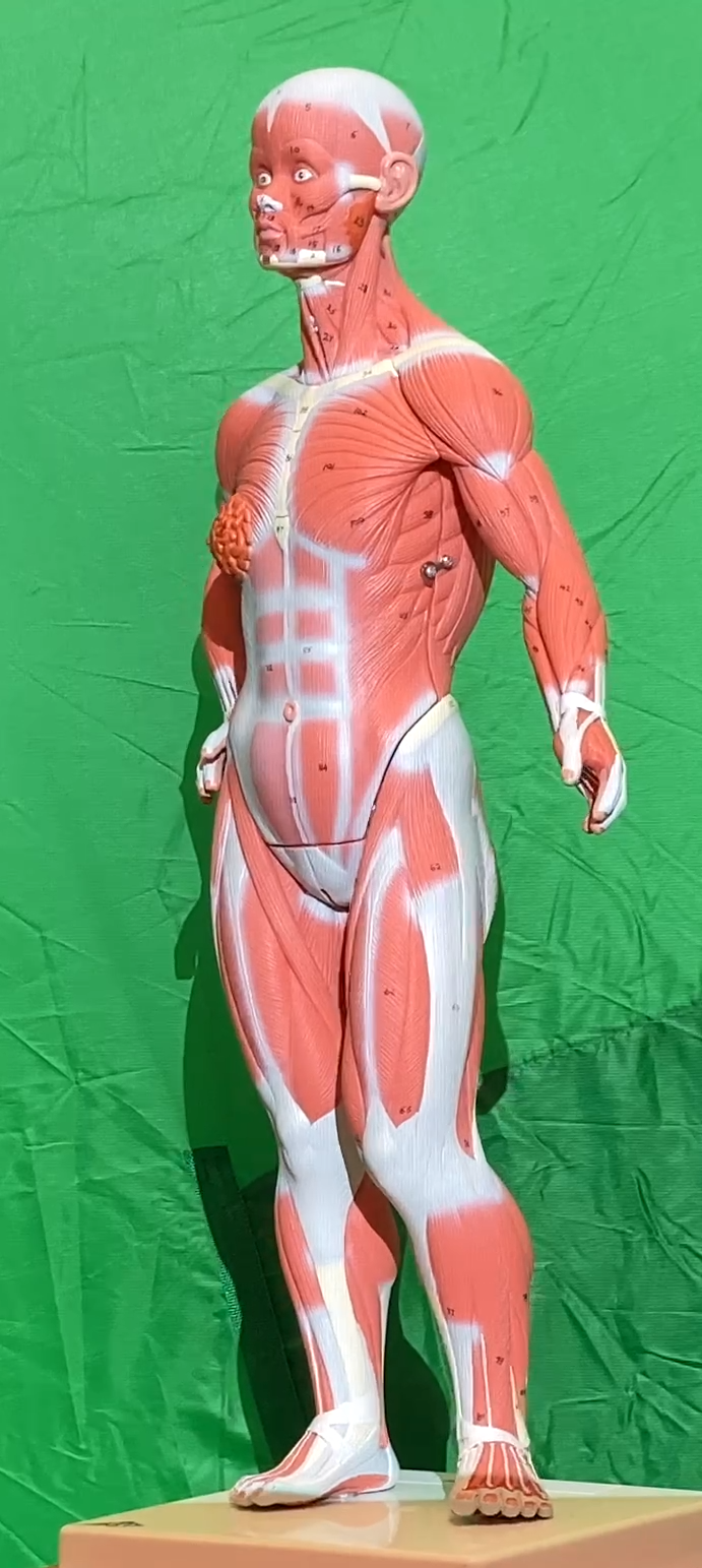 Muscles Models Reference Muscle Models - Anatomy & Physiology