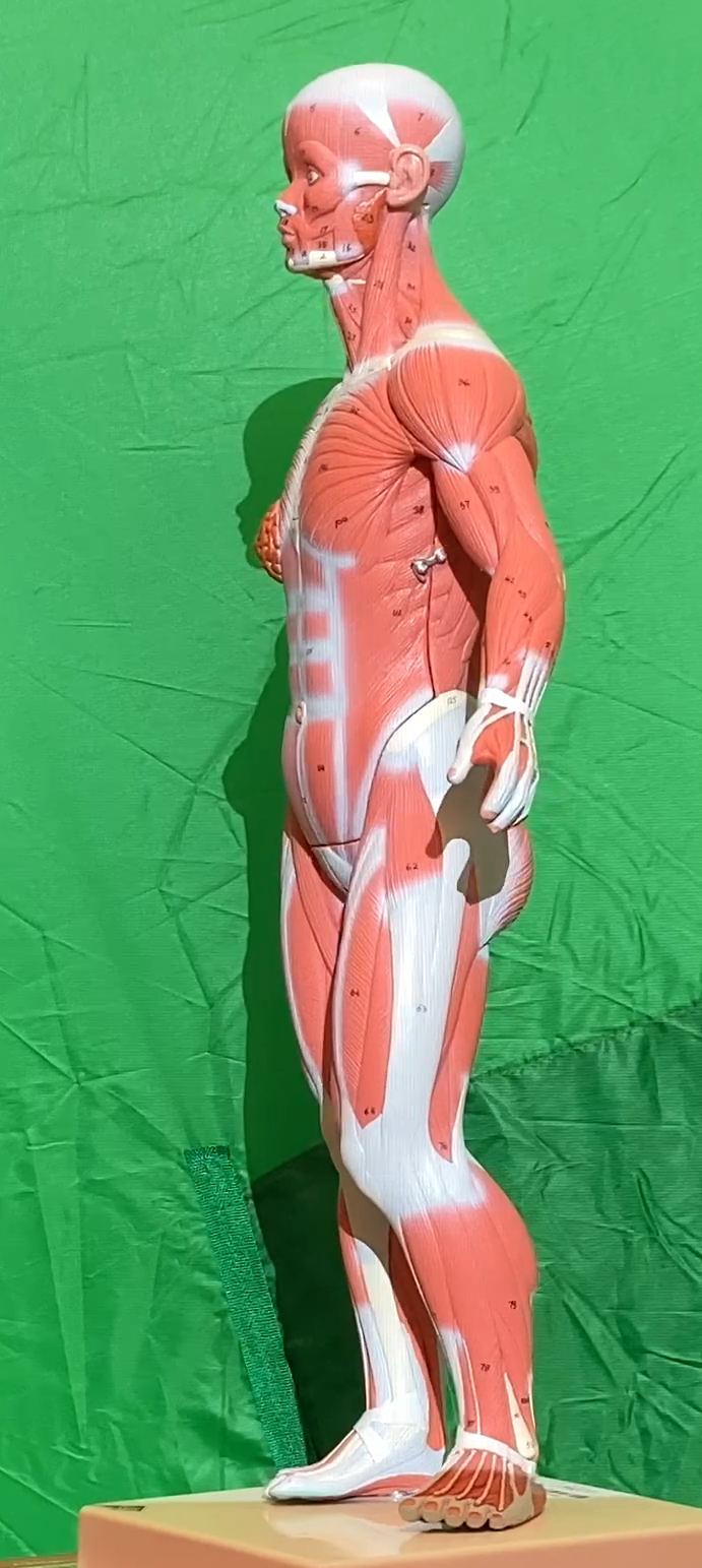 Muscles Models Reference Muscle Models - Anatomy & Physiology