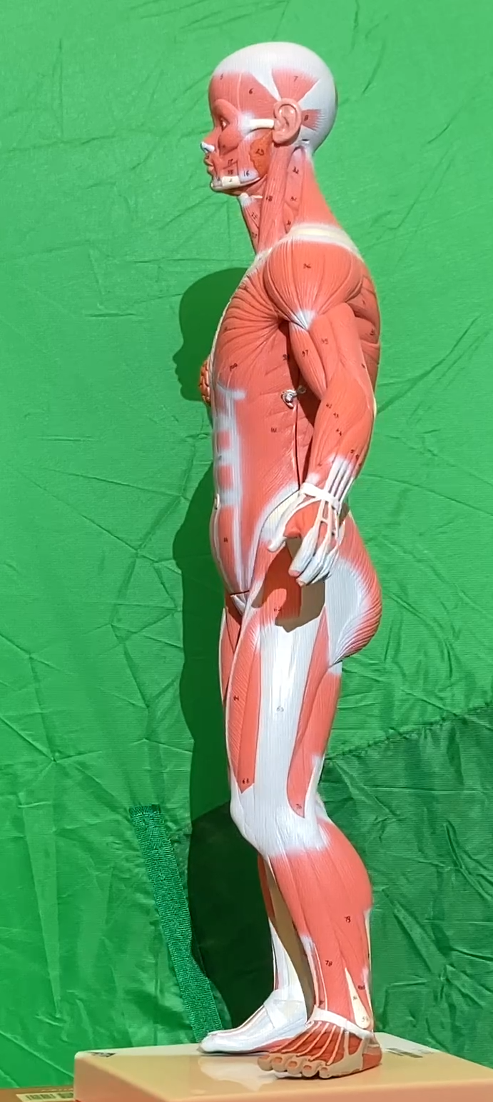 Muscle Models - Anatomy & Physiology