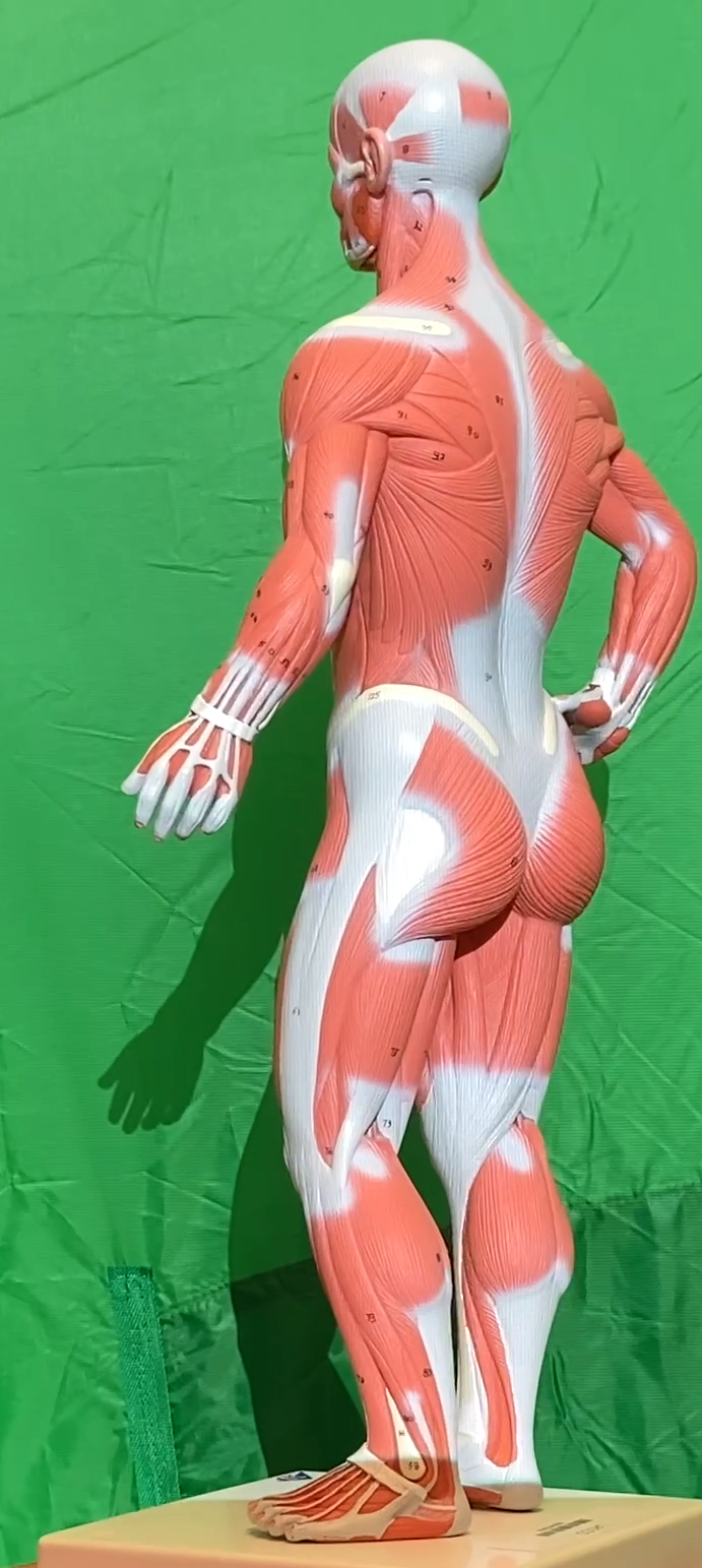Muscles Models Reference Muscle Models - Anatomy & Physiology