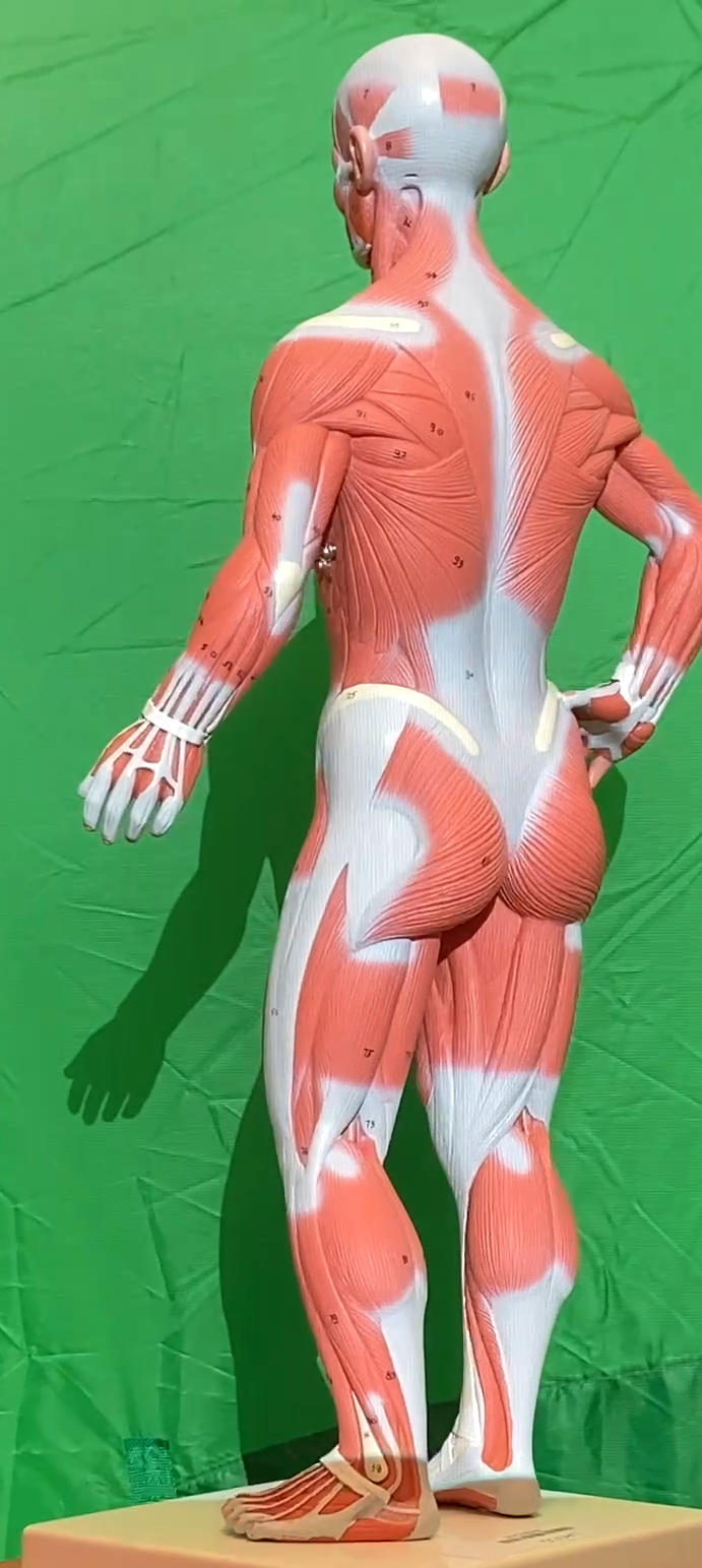 Muscles Models Reference Muscle Models - Anatomy & Physiology