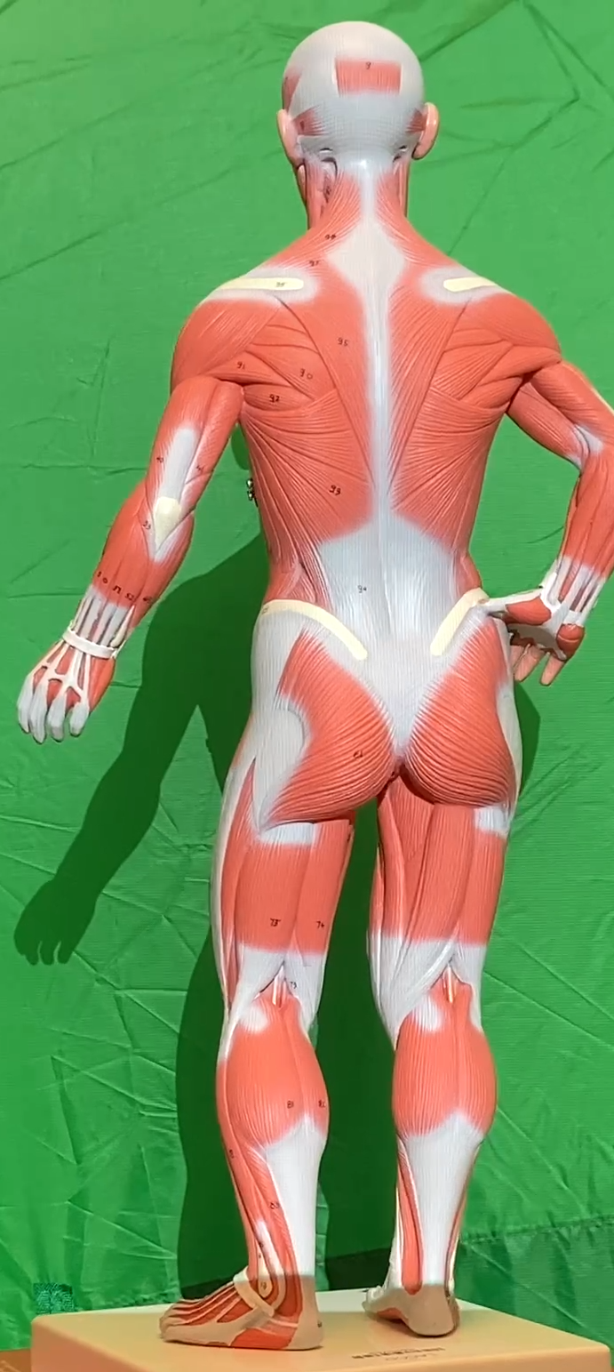 Muscles Models Reference Muscle Models - Anatomy & Physiology