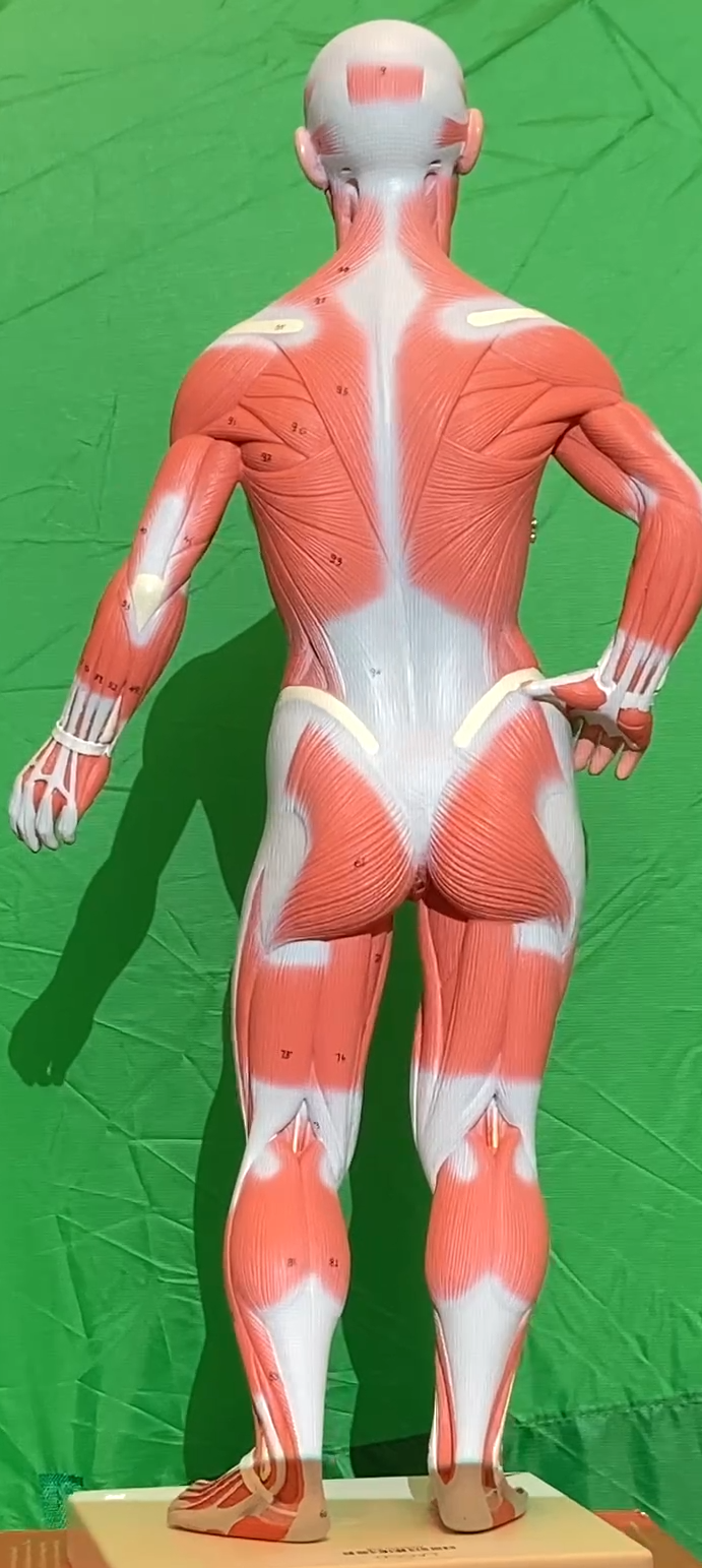 Muscles Models Reference Muscle Models - Anatomy & Physiology