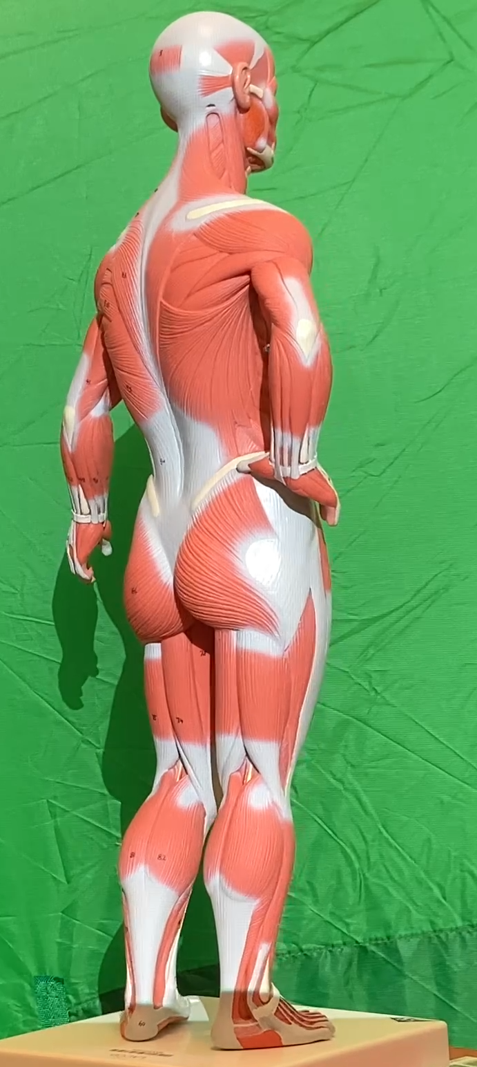 Muscle Models - Anatomy & Physiology