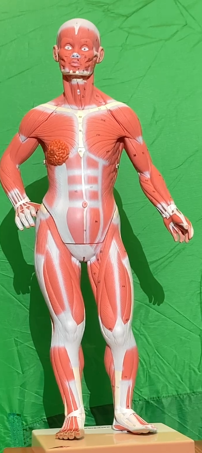 Muscles Models Reference Muscle Models - Anatomy & Physiology