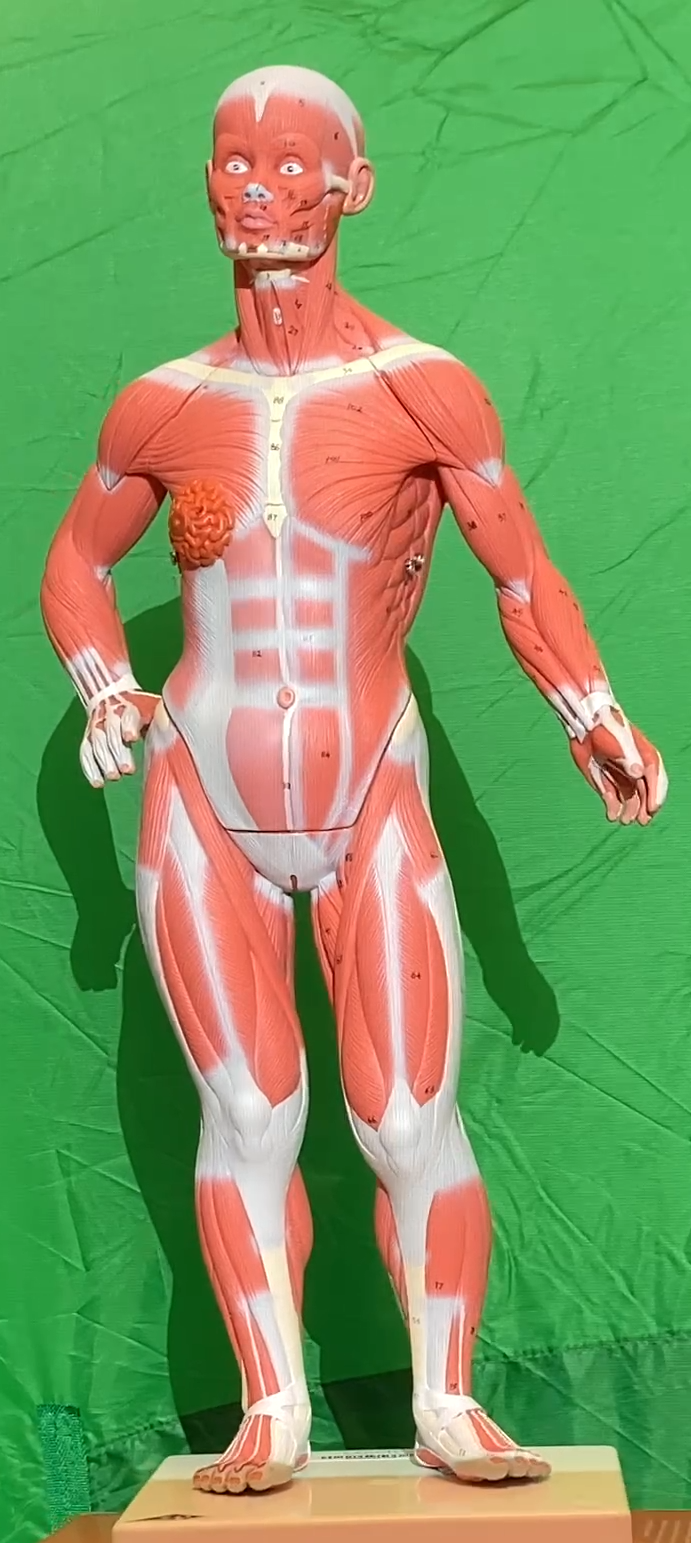 Muscles Models Reference Muscle Models - Anatomy & Physiology