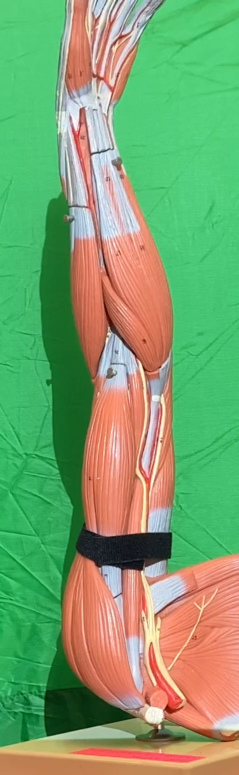 Muscle Models - Anatomy & Physiology
